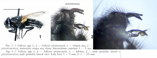 Pollenia atramentaria